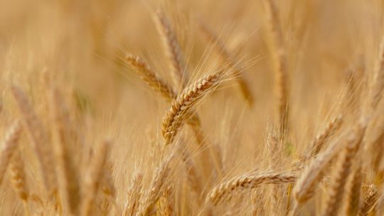 Rusia este acuzată că întârzie 'în mod deliberat' exporturile de cereale ucrainene