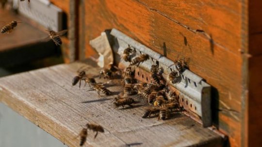 Albinele care produc cea mai pură miere din lume