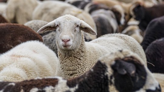 Australia nu va mai exporta oi vii pe cale maritimă începând de la 1 mai 2028