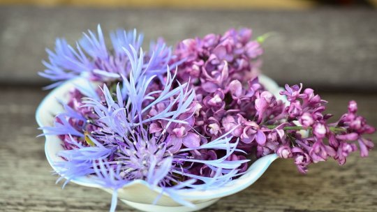 Arome îmbietoare, beneficii vindecătoare: Florile de liliac în medicina alternativă