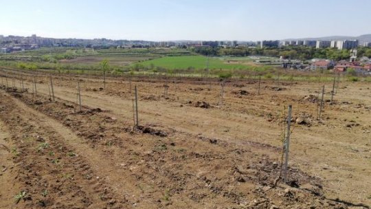 Excavare cu surprize: Bombă de aviație de 100 kg găsită pe un teren din Satu Mare