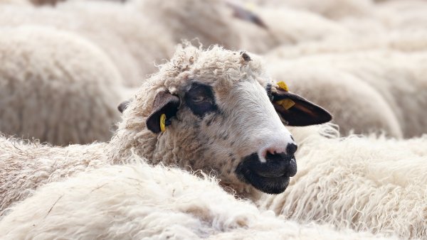 Ministrul Agriculturii, la Sâmbra Oilor: România asigură peste 20% din consumul din UE la carnea de oaie