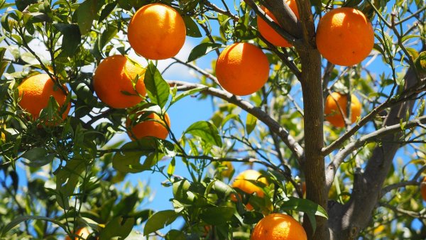 Scade producția mondială de portocale