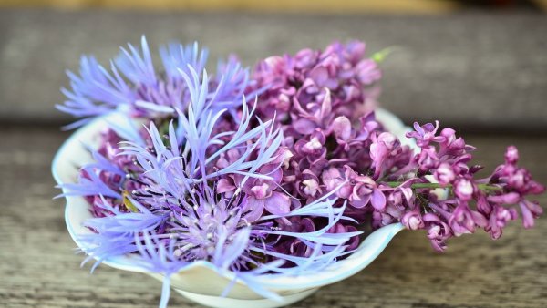 Arome îmbietoare, beneficii vindecătoare: Florile de liliac în medicina alternativă