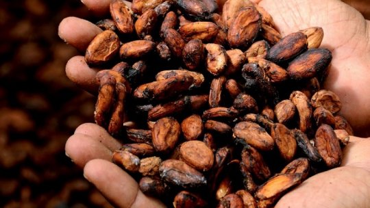 Untul de cacao menține sănătatea și frumusețea