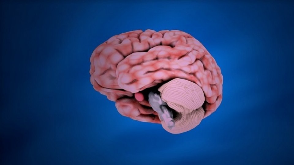 Iată ce trebuie să ştiţi despre atrofia cerebrală!