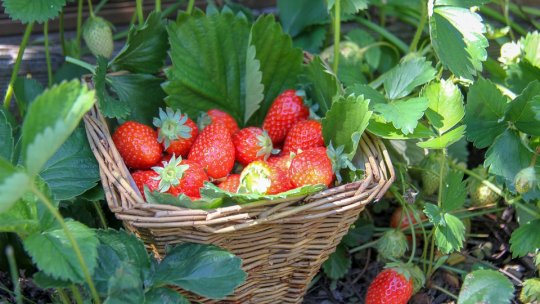 Cultivarea căpşunilor. Tratamente curative şi metode de îngrijire