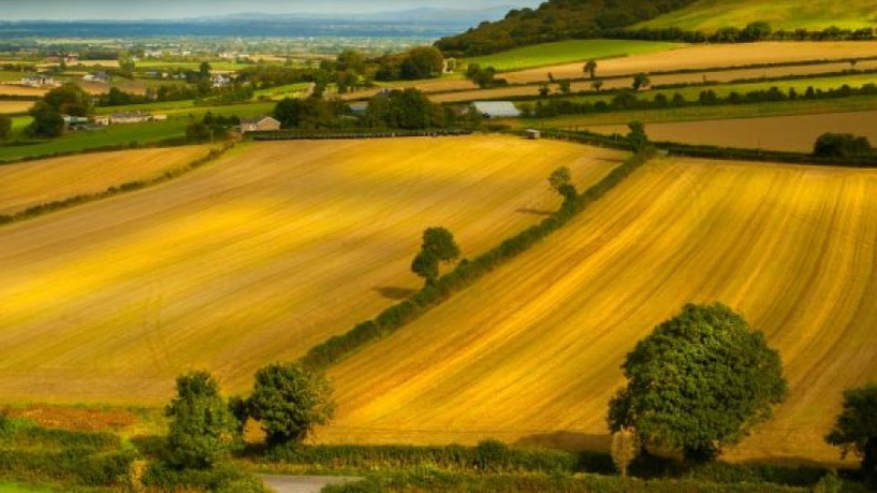 Valoarea producţiei agricole din România a scăzut cu 15,4% în 2020