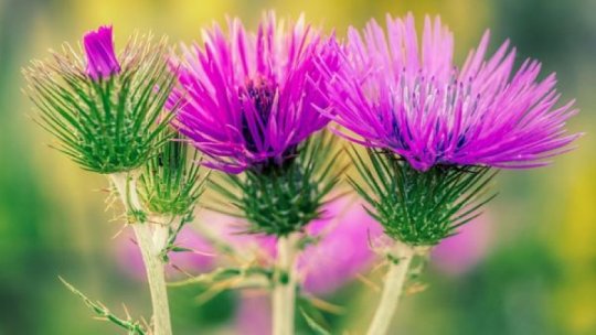 Minighidul plantelor medicinale din Parcul Național Munții Rodnei