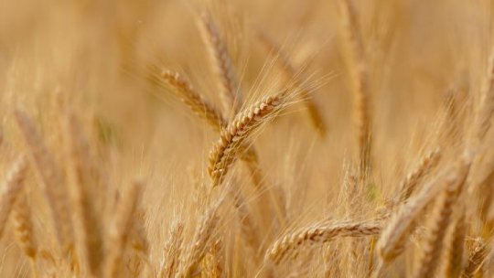 Ţările din întreaga lume cumpără cantităţi fără precedent de grâu european, după recoltele slabe înregistrate