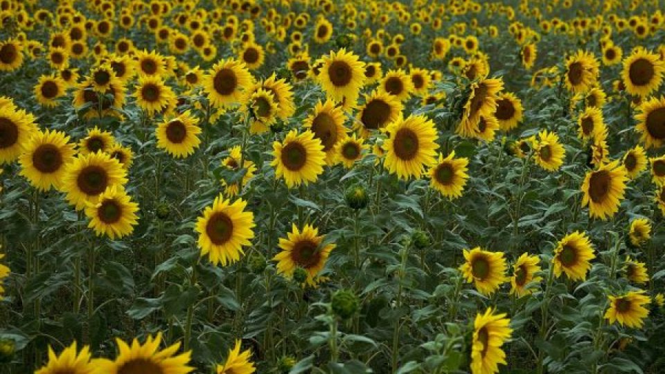 Semințele de floarea-soarelui pot fi dăunătoare imunității organismului