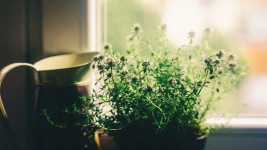 Cum să ai grijă de plantele tale în sezonul rece