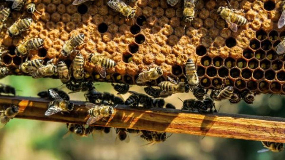 Albinele folosesc distanțarea socială atunci când stupul este amenințat de un parazit