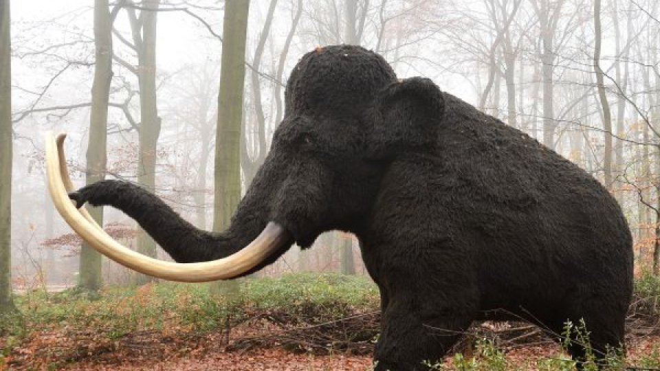 Oamenii au grăbit extincţia mamutului lânos