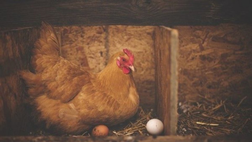 UCPR: Produsele avicole autohtone sunt sigure pentru consumul uman
