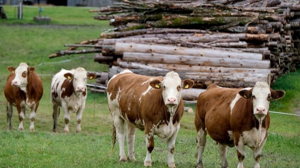 Crescătorii de animale din Vaslui traversează una din cele mai grele perioade din ultimii ani