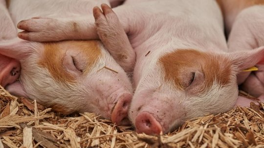 Controale ale ANSVSA în toate zonele din ţară unde se comercializează carne de porc