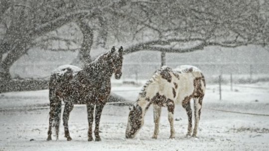 Caii necesită o îngrijire specială pe timp de iarnă