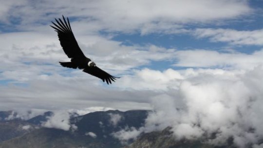 Condorul californian poate să se reproducă fără împerechere