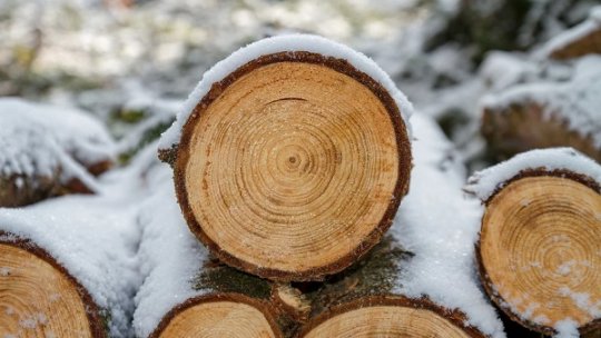 Arbori tăiaţi ilegal, depistaţi în două păduri private din Râşca, judeţul Suceava