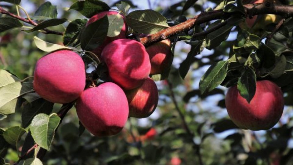 Păstrarea merelor pentru iarnă, cum le depozităm corect