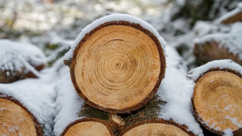 TVA pentru livrarea lemnelor de foc a fost redusă la 5%