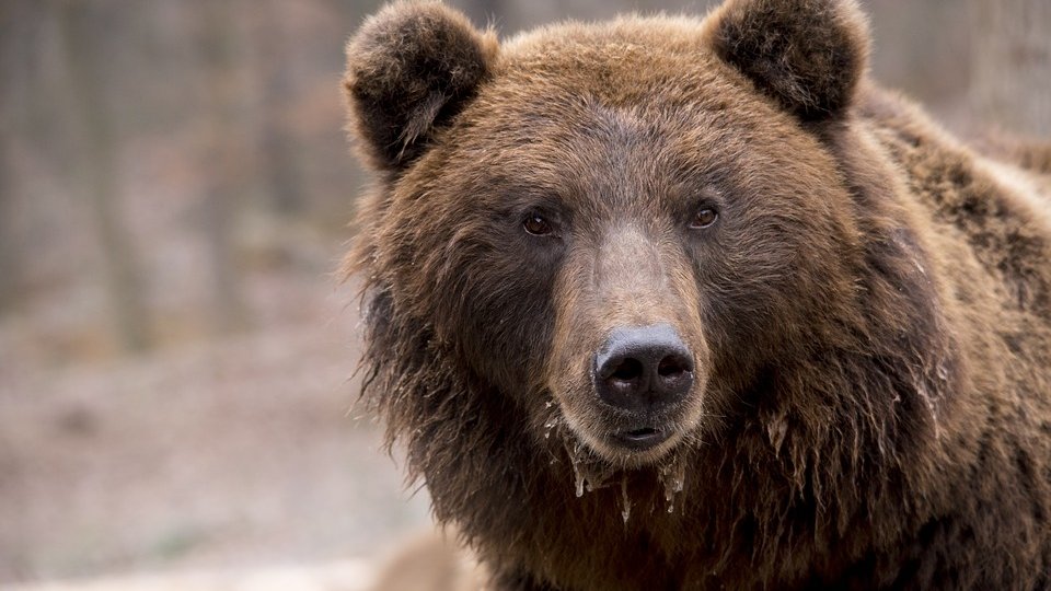Un urs care venea în comuna Voşlobeni, capturat şi relocat