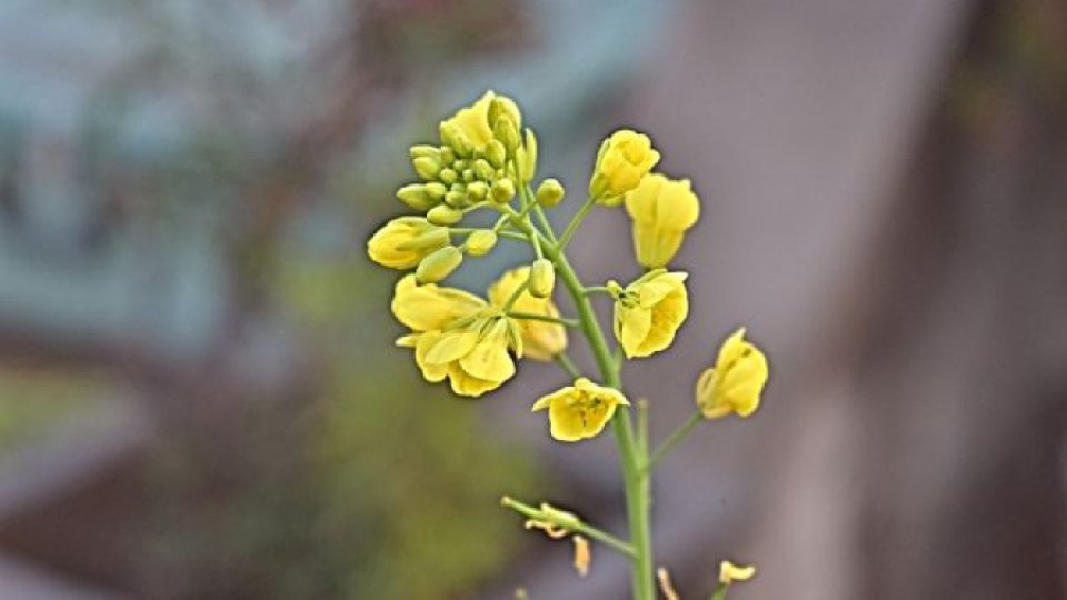 Schimbările climatice pun în pericol muştarul de Dijon