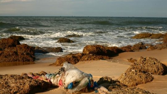 Au fost descoperite vietăţi marine care trăiesc pe resturi de plastic