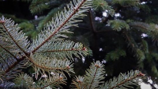 Peste 30.000 de pomi de Crăciun, oferiţi spre vânzare în acest sezon. Care sunt preţurile