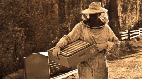 Aproape 40 de milioane de lei, disponibili ca ajutor de minimis pentru sectorul apicol
