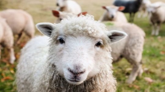 Numărul sacrificărilor a crescut la ovine şi caprine