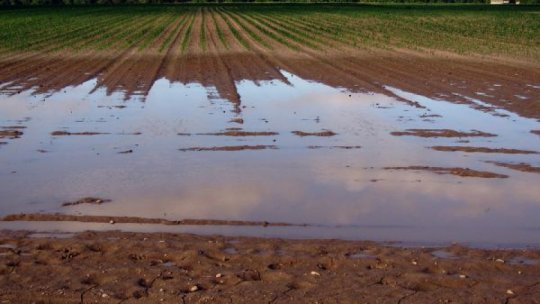 Lucrări agricole de aprilie. Faceți drenaje acolo unde apa băltește pe culturi