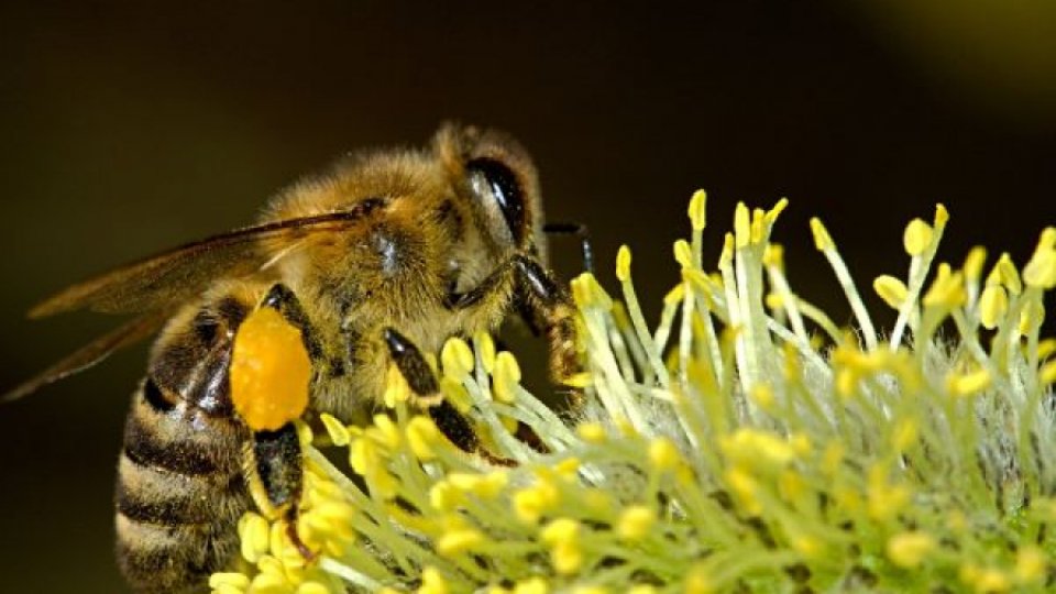 Albinele ar putea depista testele pozitive pentru COVID-19