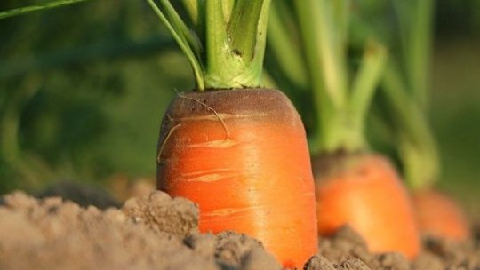 Până în secolul XVII, toţi morcovii aveau altă culoare