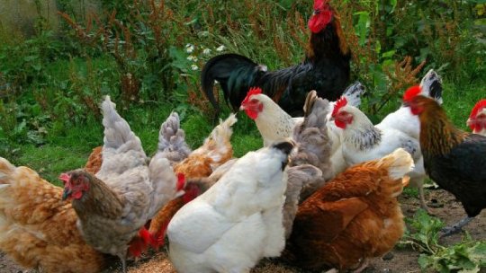 Au fost depistate noi focare de gripă aviară în judeţul Mureş