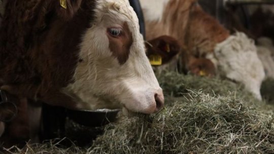 Efectivele de bovine din Bistriţa-Năsăud sunt în creştere