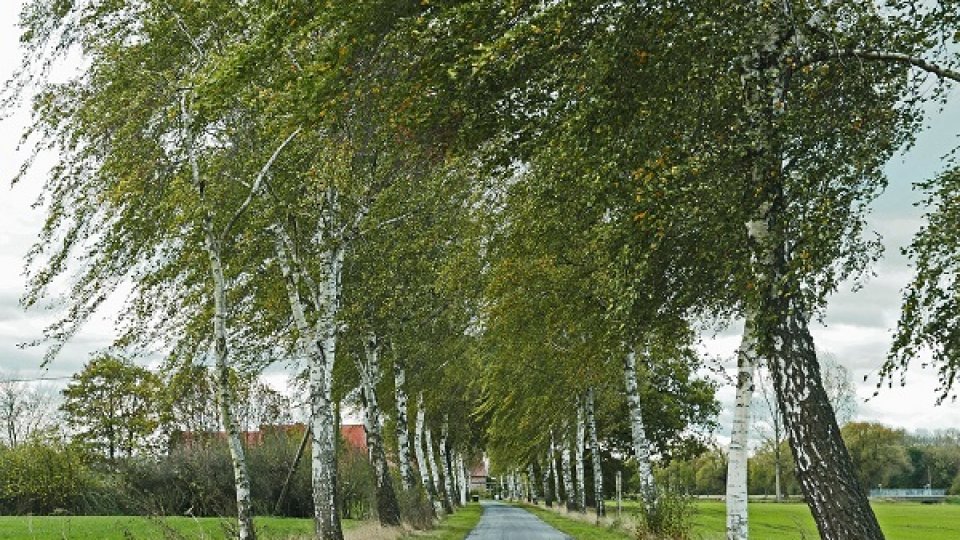 Toată ţara se află marţi sub atenţionare Cod galben de vânt puternic