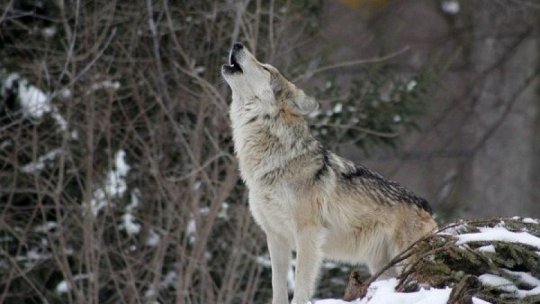 Slovacia interzice vânătoarea de lupi