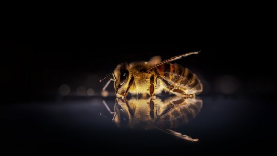 Ziua Mondială a Albinelor, marcată anual cu scopul de a evidenţia importanţa albinelor pentru umanitate      