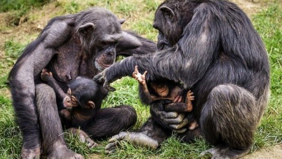 Cimpanezii au forme de salut unice în grupul lor social