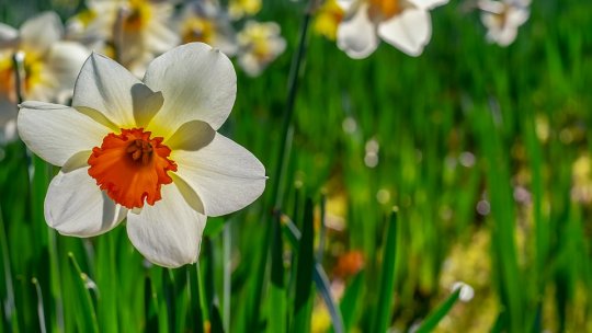 Au început să înflorească narcisele de pe Masivul Saca