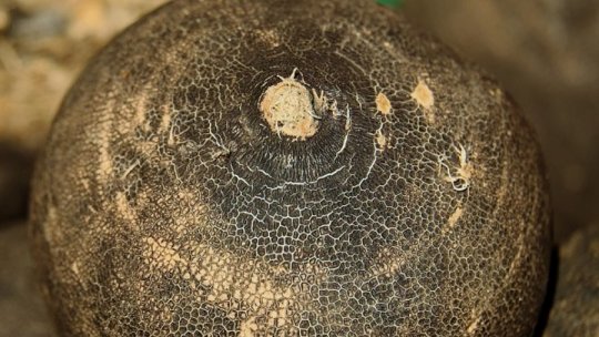 Ce efect are ridichea neagră asupra ficatului