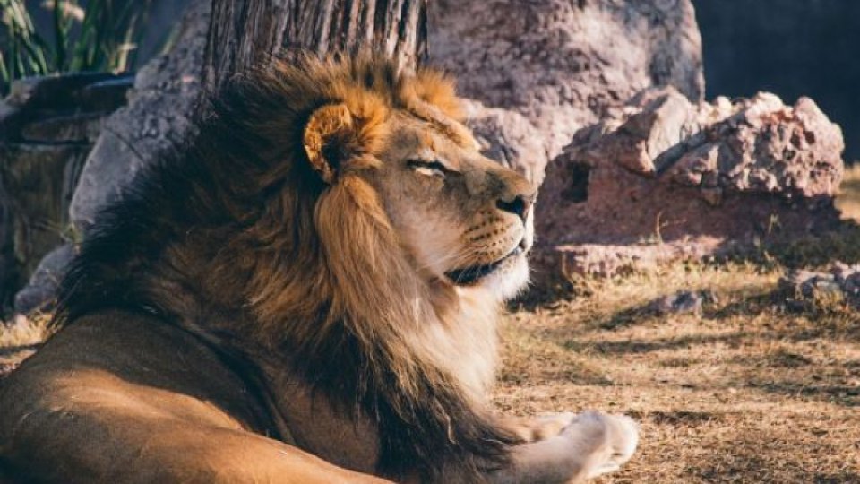 Opt lei de la o grădină zoologică, testaţi pozitiv cu COVID-19