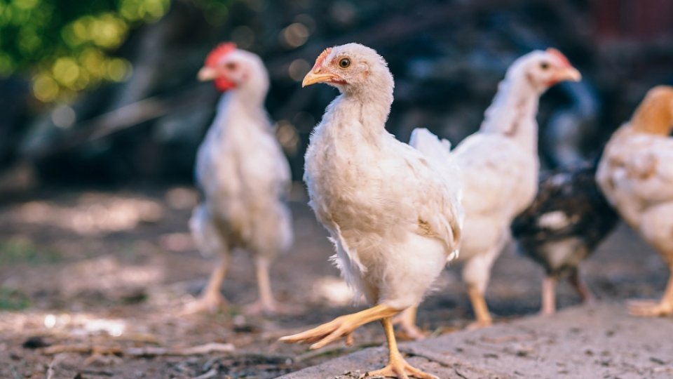 Gripa aviară a apărut şi în Transilvania