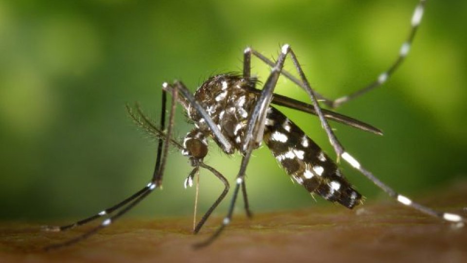 Febra denga poate fi eradicată prin utilizarea unei bacterii