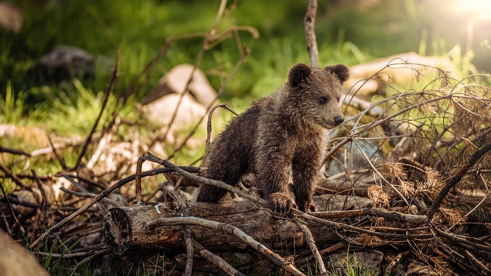 Doi urşi care au intrat în curtea unei pensiuni au fost tranchilizaţi şi mutaţi în pădure