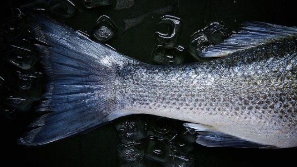 A fost descoperit un peşte care trăieşte până la 100 de ani