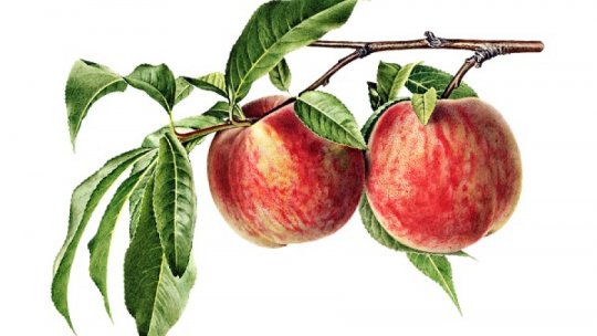 Tehnologia care scanează culturile, adusă de o româncă în Spania