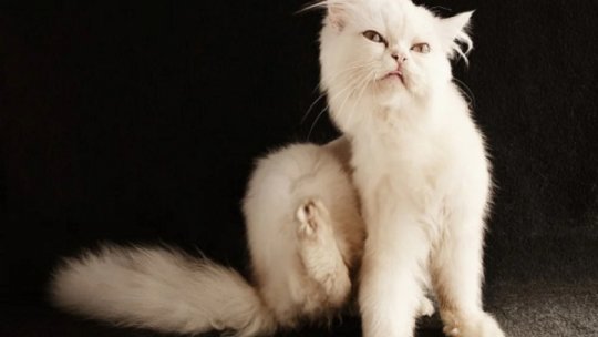 Puricii, vectori ai bolilor